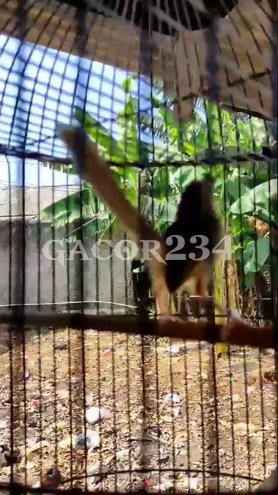 Burung Ciblek Gacor#shorts #bird #ciblek #ciblekbren #ciblekkristal #ciblekkristalgacor