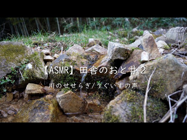 【ASMR】かわのおと、うぐいすの声【４K】