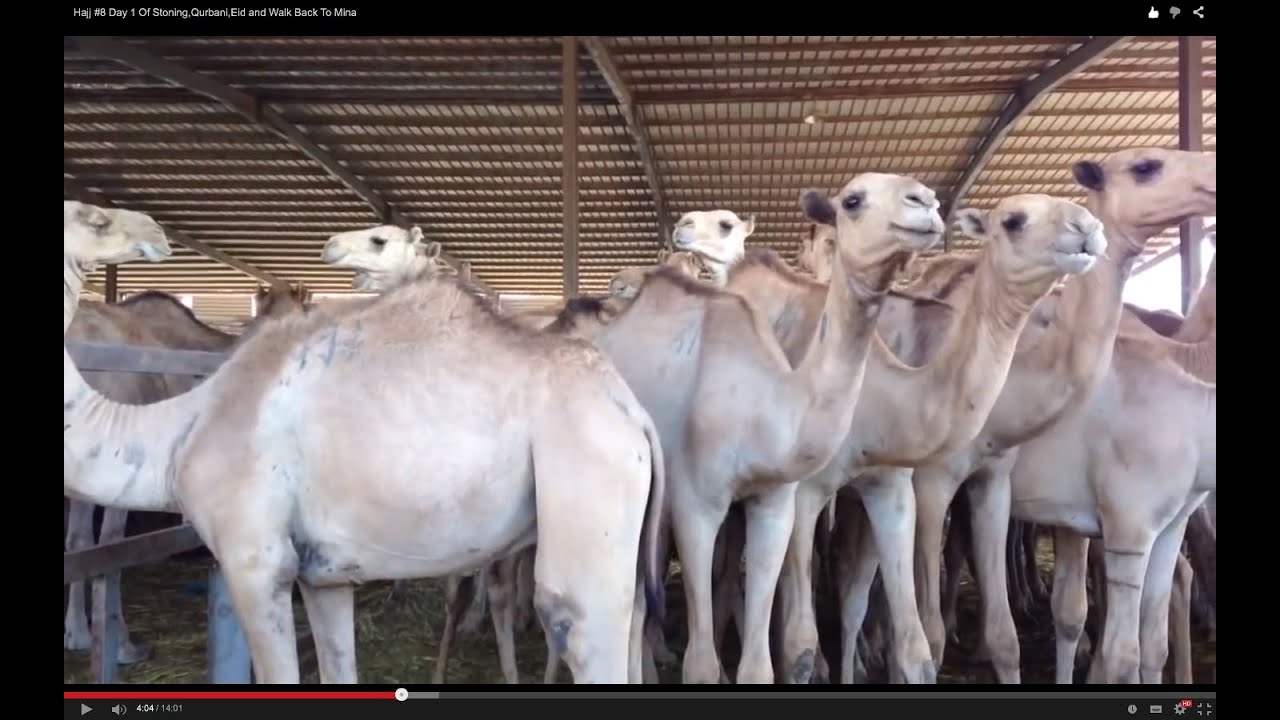 Hajj #8 Day 1 Of Stoning,Qurbani,Eid and Walk Back To Mina - YouTube