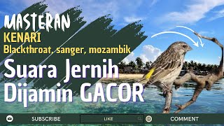 DIJAMIN!!! Masteran Kenari Isian Blackthroat, Sanger dan Mozambik Suara Jernih dan GACOR