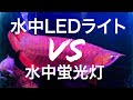 28,800円の水中LEDライトはアロワナを赤く見せるのか！？アロワナ水槽の水中蛍光灯と赤さ比較！熱帯魚 アクアリウム