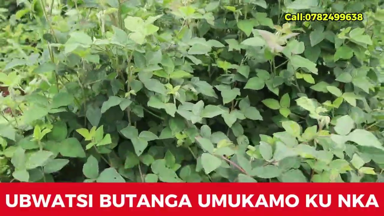 VIDEO:DORE UBWATSI BUTANGA UMUKAMO UHAGIJE MUBWOROZI BW'INKA