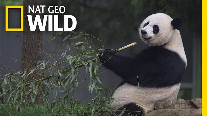 Giant Pandas 101 | Nat Geo Wild - DayDayNews