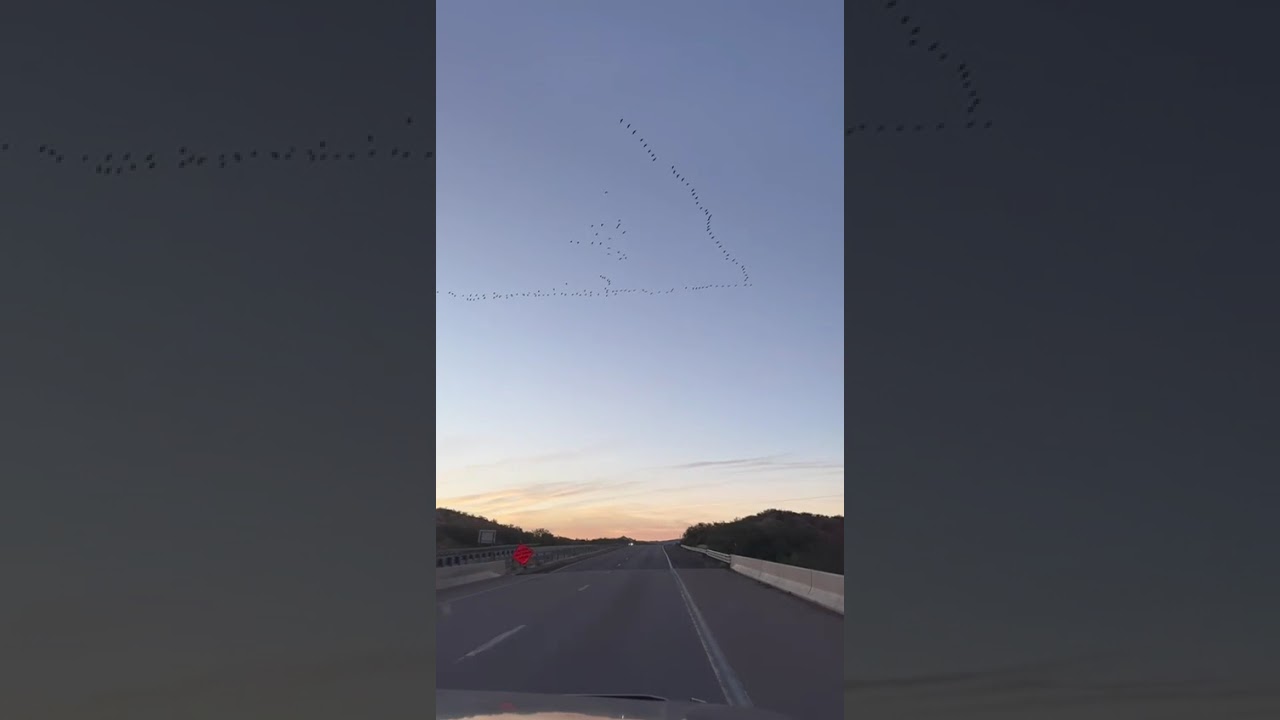 Sandhill Cranes Fly in Formation Over a New Mexico Sky | Scenic Wildlife Moment