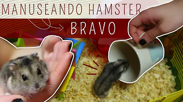 O que deixa o hamster estressado?