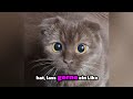 Heimliche Katzen-Gadgets, die dein Leben radikal verändern! 😮🤫#katzenliebe