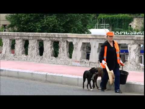 მეგობარი ძაღლები