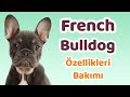 French Bulldog özellikleri, bakımı, beslenmesi, sağlığı ve eğitimleri