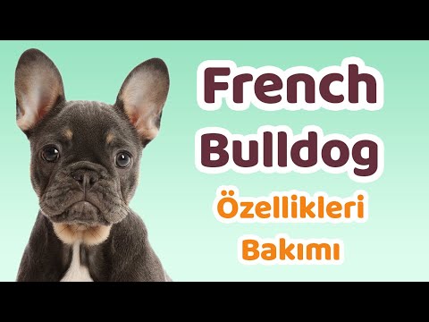 Video: Fransız Bulldog Köpek Yavrusu Nasıl Seçilir