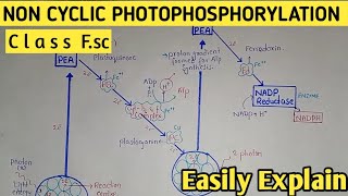 Non Cyclic Photophosphorylation | Z Scheme | Light Dependent Reaction | Class 11 Biology screenshot 4