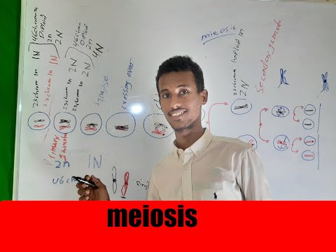 MEIOSIS | Af somali
