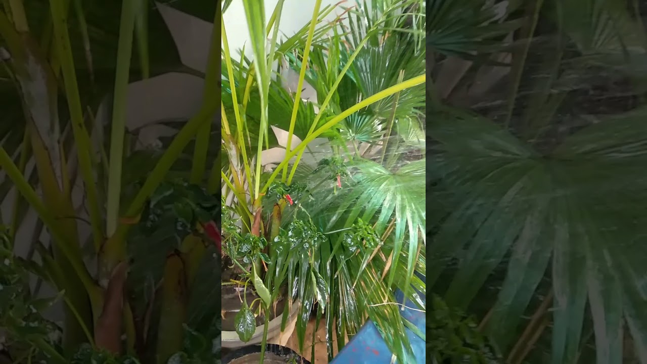 Roof Garden Care | Morning Routine | Love Gardening