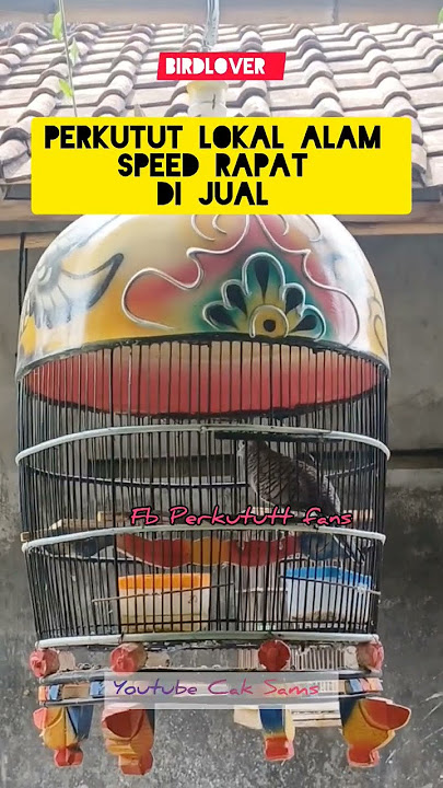 perkutut lokal alam gacor buat masteran pancingan suara speed rapat #bird #perkutut #birdlover #kung