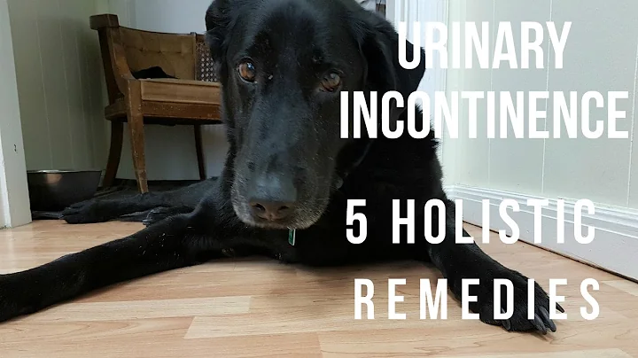 Urinary Incontinence in Dogs: 5 Holistic Remedies - DayDayNews