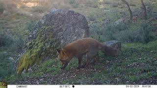 Fototrampeo de zorro, garduña, jabalí y gineta en una zona de paso junto a una roca en Sierra Morena