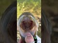 Largemouth bass in ultra clear water!!! #bassfishing #catchandrelease