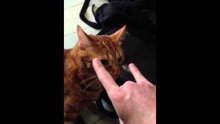 Sparring With Bootie