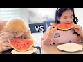 아이와 강아지의 수박🍉먹방 대결ㅋㅋㅋ(승리위해 사둥이들 총출동!!)