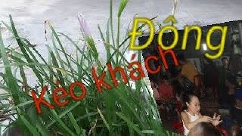 cây phong thủy cầu tài - cây chiêu tài gọi khách - cây rù khách - cây mến khách - cay ngai cau tai