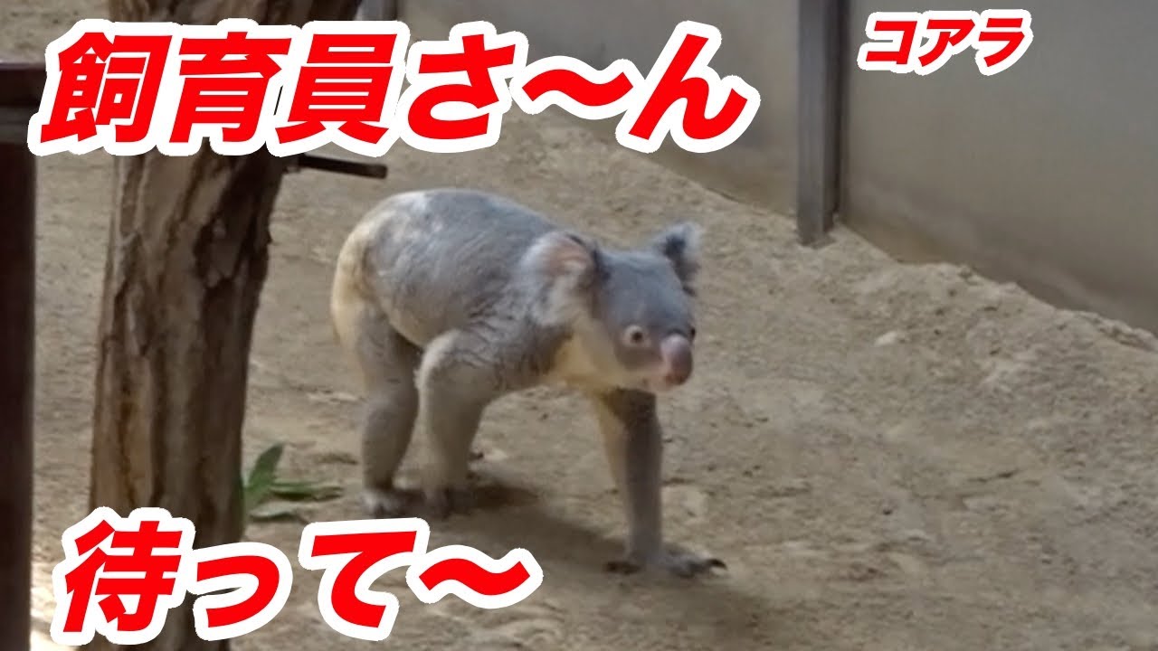 飼育員さん待って〜🌺コアラ☆following his caretakers☆東山動植物園