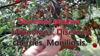 Болезни вишни.  Монилиоз. Diseases cherries. Moniliosis.(Будьте бдительны. Не опоздайте с лечением вишни от монилиоза. Иначе будете без урожая. Монилиоз вишни в..., 2015-06-29T09:38:58.000Z)