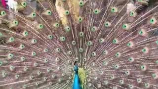 Video And Audio