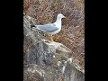 SAN SEBASTIÁN. ISLA DE SANTA CLARA.
