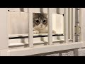最近、うちの駐車場が野良猫の集会場になってる件について…
