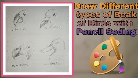Draw Different Type Of Beak Of Birds | Drawing Tutorial | Pencil Artwork | Birds Sketches.