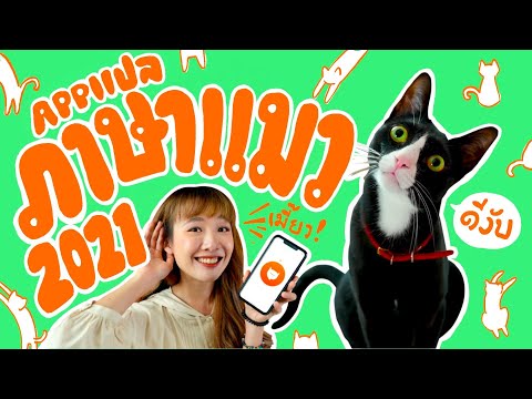 แอพแปลภาษาแมว 2021! คุยรู้เรื่อง ทาสแมวต้องลอง!
