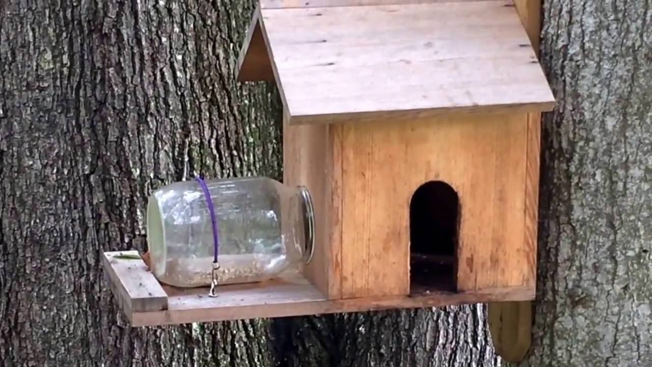 Squirrels Fighting Over A Squirrel House Youtube