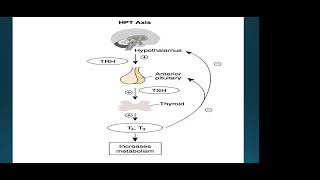 Thyroid Function Test Interpretation Thyroid Function Tests Tfts Somplified A Practical Guide To Thyroid Testing And Diagnosis