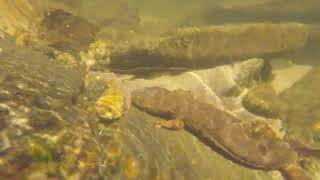 Hellbender 1
