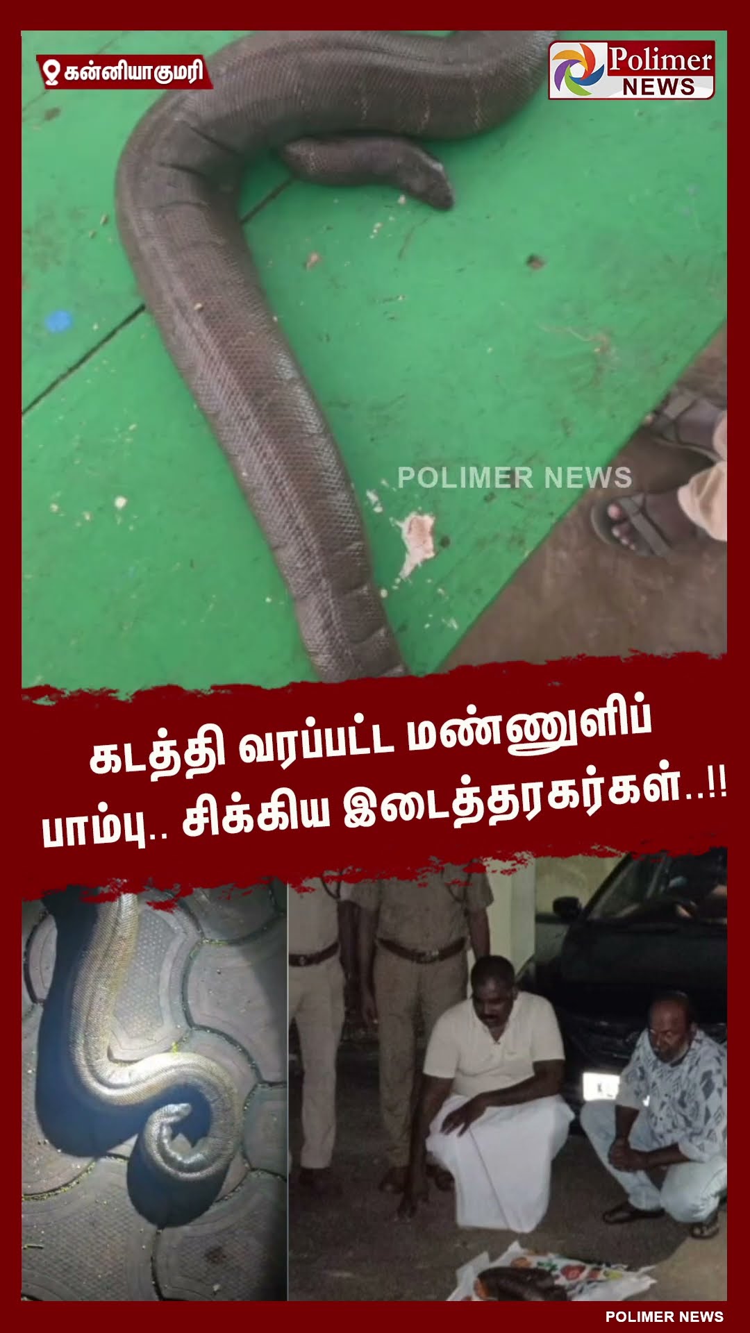 கடத்தி வரப்பட்ட மண்ணுளிப் பாம்பு.. சிக்கிய இடைத்தரகர்கள்..!! #shorts