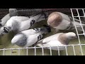 Турецкая такла племя #pigeons#