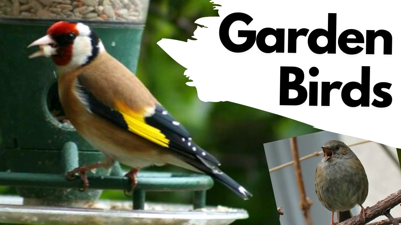 How to identify COMMON GARDEN BIRDS - Including their songs - YouTube