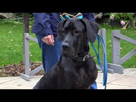 Видео: Мэри Мэтьюз Огайо укусила собак немецкого дога