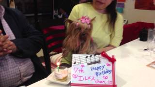 わんちゃんの誕生日を犬ケーキでお祝いの動画 ７月２８日ﾖｰｷｰのエルメスちゃん七才ﾄﾞｯｸﾞｶﾌｪ帝塚山WANBANAﾜﾝﾊﾞﾅ