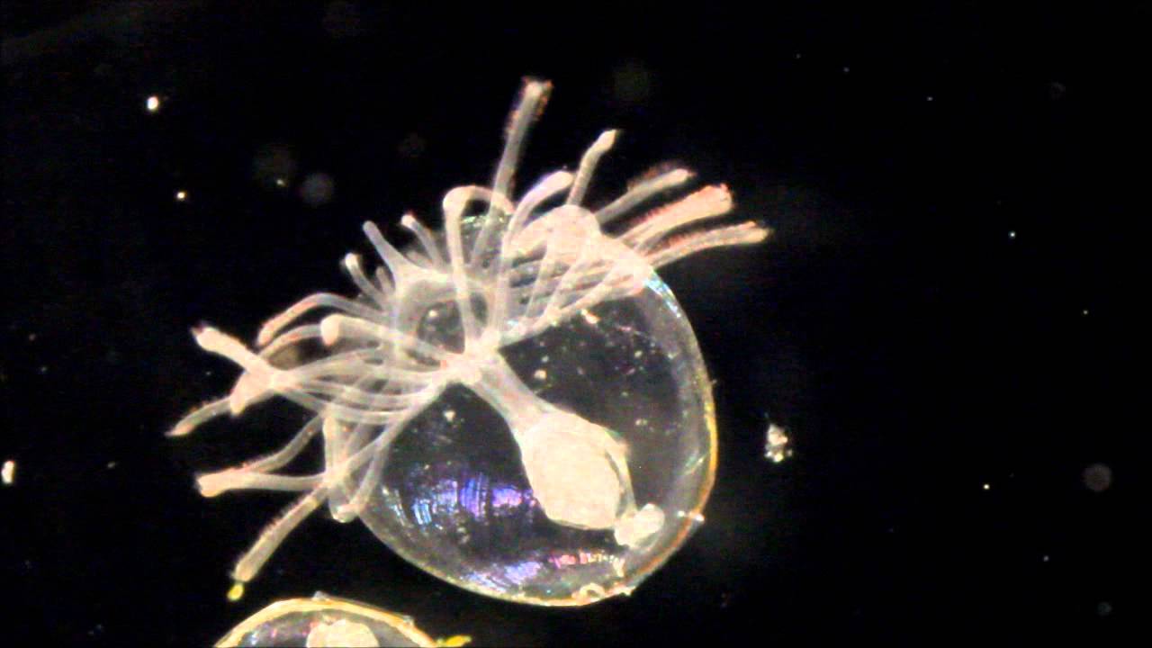 large brachiopod larvae youtube
