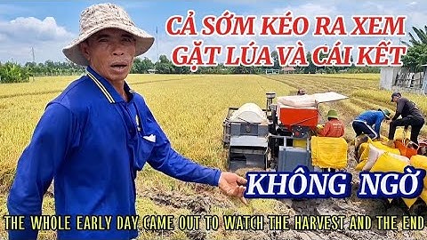 BẤT NGỜ CẢ SỚM KÉO RA XEM GẶT LÚA VÀ CÁI KẾT| PULL OUT TO WATCH THE HARVEST| Giải Trí Miền Tây