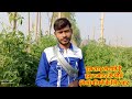 Tomato  farming education lavkushmaurya farmerlk tomatofarming awpl bhuvita