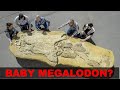 REAL MEGALODON FOSSIL DISCOVERED - real or fake?