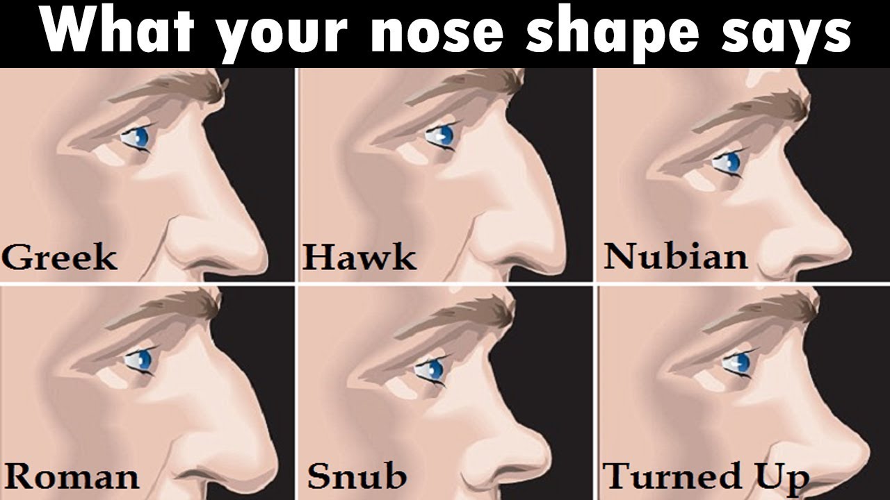 Почему нос назвали носом. Формы носа. Типы формы носа. Типы Носов. Разные носы.