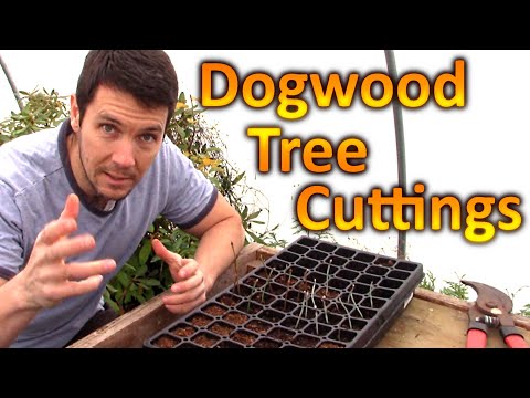 Vídeo: Propagação de Árvore de Dogwood - Como Cultivar Estacas de Dogwood