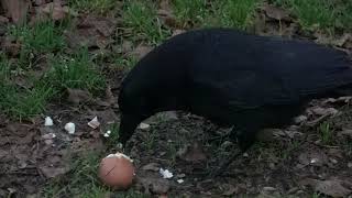 Pair of crows : second hiding place