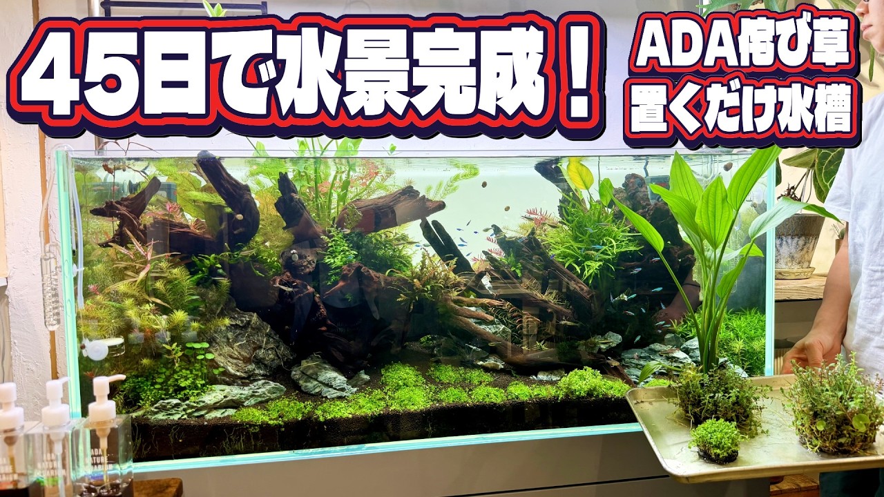【アクアリウム】侘び草35個を置いただけ。120センチADAキューブガーデン45日間の成長記録（誰でもこの水景作れます）