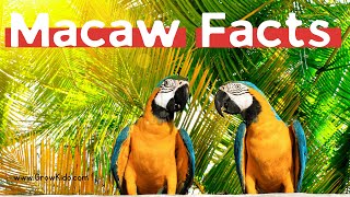 11 (New) Macaw Facts You Didn't Know [Must Check Fact 3]