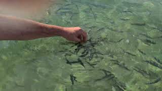 4k amazing feeding catching fish in hands cala bona Mallorca by robert tetley 107 views 1 year ago 2 minutes, 48 seconds