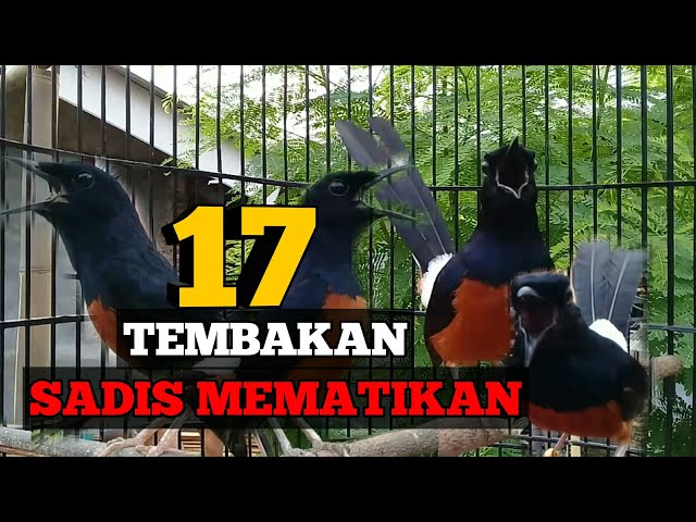 17 TEMBAKAN ISIAN MURAI BATU yang di sukai juri saat lomba class=