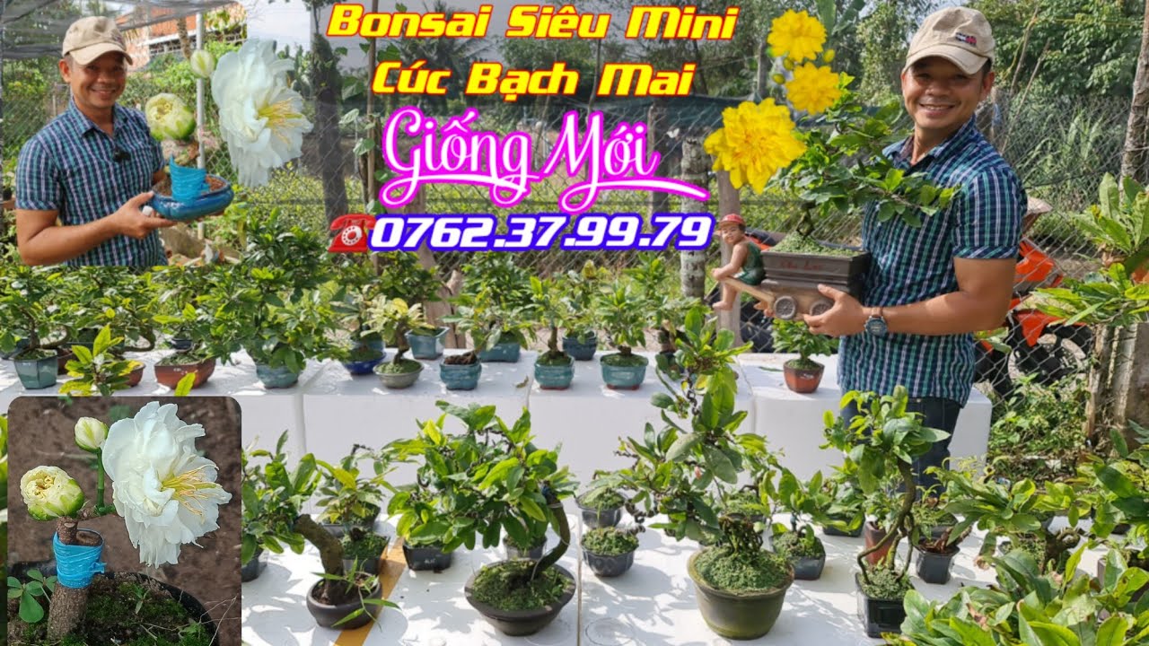 dimsum bạch mai New Mai Tết 2022🌱23/12👉Giống Mới👉Cúc Bạch Mai🌼Cúc Mặt Trời🌼Bonsai Siêu Mini🌼Phong📲0762379979🌼CS Cần Thơ
